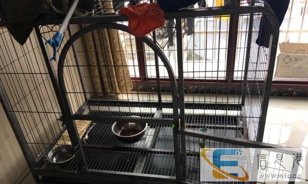 因为狗狗卖了便宜处理