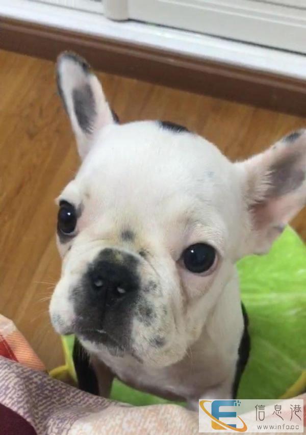 批发各种狗粮猫粮及一切用品