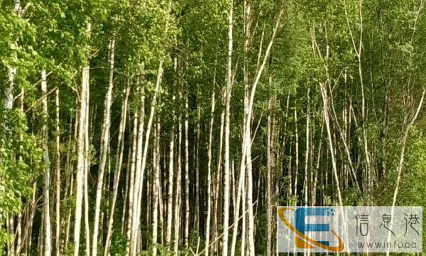 诚实做人，真诚做事