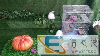 专业提供展览萌宠动物表演全国供应