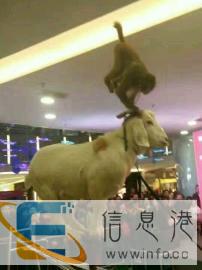 专业做动物展览、表演大量接单中.海狮表演