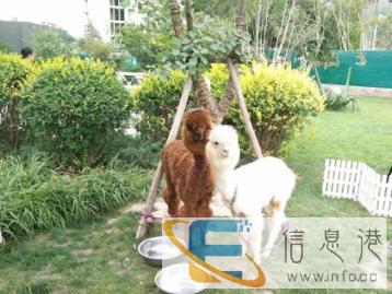 羊驼租赁，矮马骆驼梅花鹿租赁，百鸟展马戏团鹦鹉表演