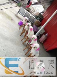 本公司常年出租萌宠动物，马戏表演，海狮表演，海洋动物展