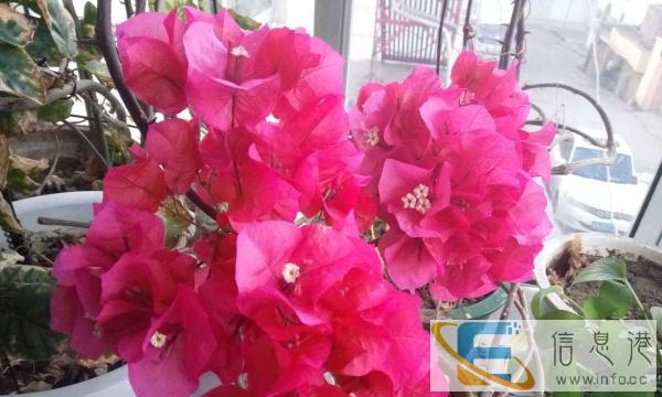 智圆教育 初高中一对一全科辅导