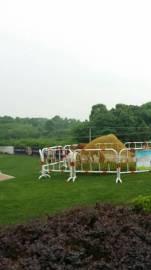 通化马戏团，海洋生物展，海狮表演，羊驼，蝴蝶展，萤火虫