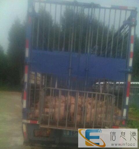 八座五菱面包车出租