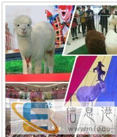 出租羊驼百鸟鹦鹉表演马戏团海狮美人鱼表演鱼缸水母展览蝴蝶