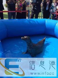 海洋动物表演展览海狮海豹企鹅表演信誉公司