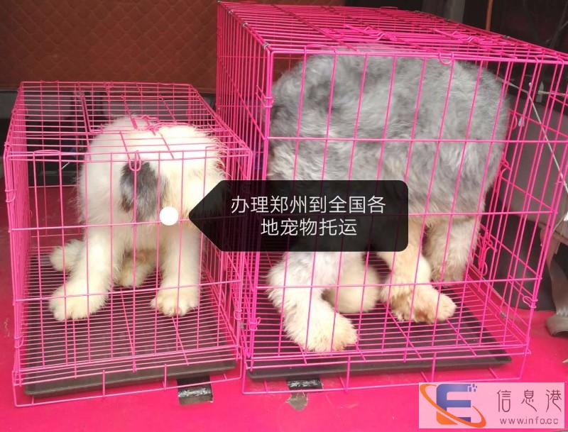 郑州到烟台大巴一票直达天天发车可托运宠物及货物