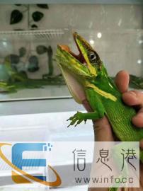 枣庄百鸟展，孔雀服，蝴蝶展览，萤火虫展，马戏团，鹦鹉表演