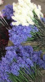 张家界一手现货供应彩虹猪低价租赁，绚烂地插花海租售