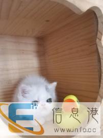 双血种公多小萌借配