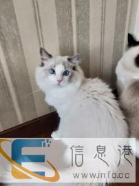 布偶蓝双弟弟限量借配