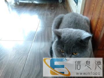 英短蓝猫一岁多种公借配