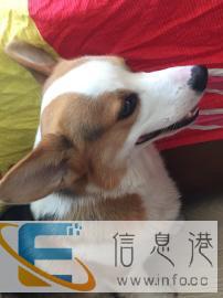 柯基犬借配50块钱了