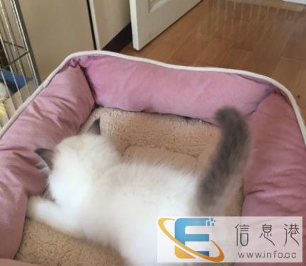 cfa海报双色布偶