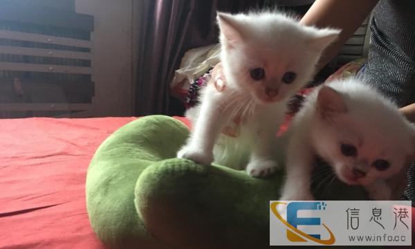 双血统金点接受预定