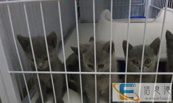 出售蓝猫幼仔
