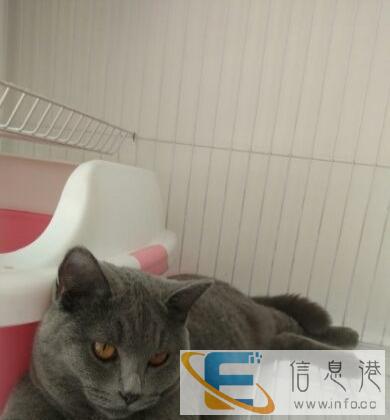 自家养的蓝猫出售