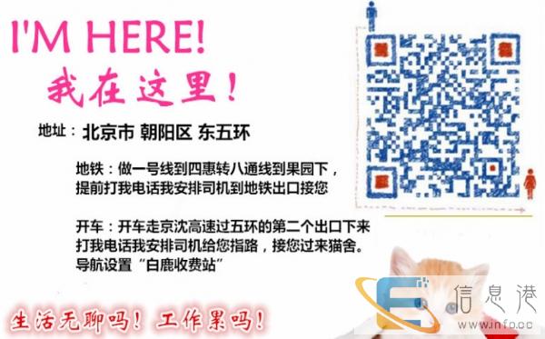 美国短毛猫/虎斑猫/纹路清晰/美短/有