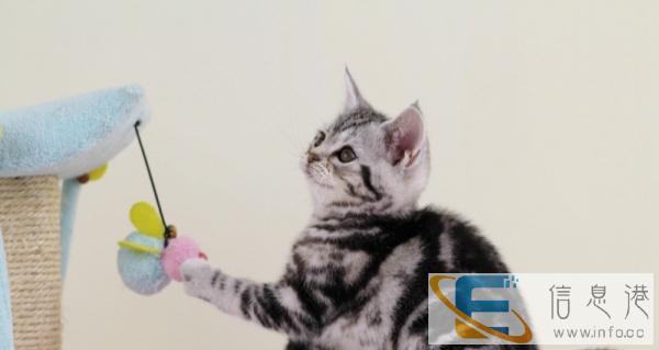 美国短毛猫 虎斑猫,体格健壮,毛量足,体型标准,健康纯种