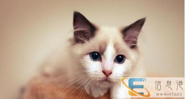 出售纯种布偶猫品质好 身体健康,特别粘人公母都有