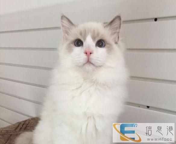 专业猫舍繁育纯种精致布偶猫健康可爱 可签订售后协议