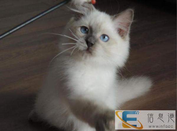 高级布偶猫超高品质 保证健康 欢迎上门挑