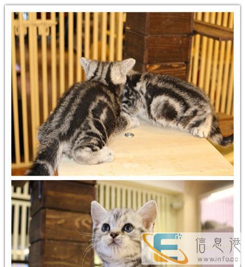 今天付款包邮 纯种金吉拉猫 品相上等 身体健壮 健康保证