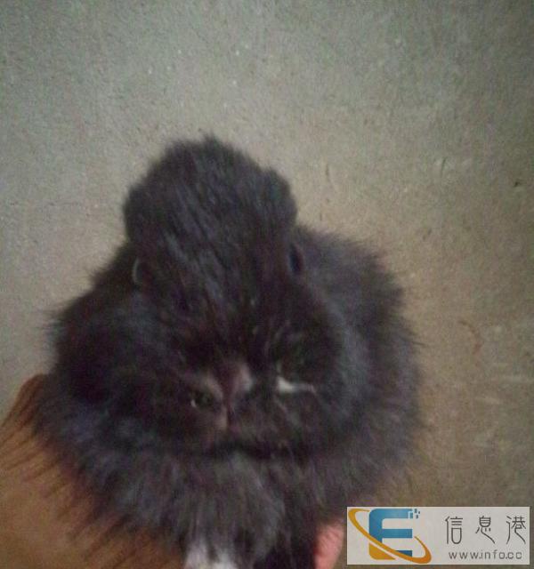 宠物兔不养了送人了