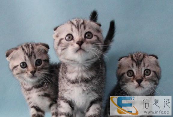 出售呆萌性格乖巧苏格兰折耳幼猫 大眼睛圆脑袋