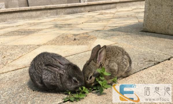 现有两只兔兔赠送爱动物的爱心人士