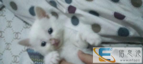 纯白,蓝眼睛,波斯猫和家养猫生的