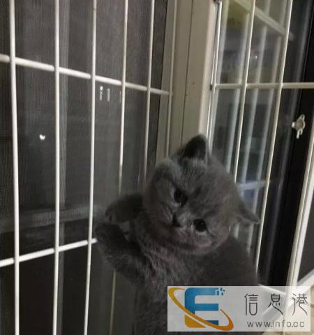 纯种布偶猫出售活体宠物猫咪、欢迎上门选购