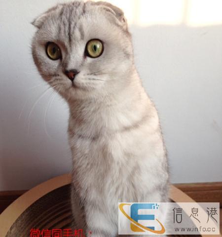 猫舍直销纯种家养幼猫 银渐层 渐层折耳,包售后包健康