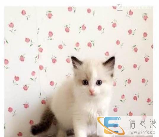 双/血f统布偶猫宝宝公,母都带 证书、明码特价