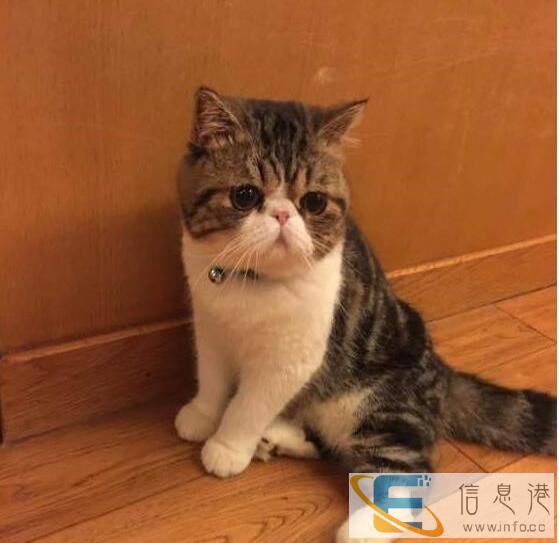 家养乳红加菲弟弟妹妹找新家