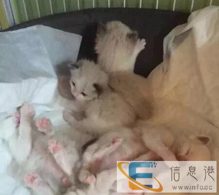 出售纯种布偶猫 公母均有 喜欢抱回家价格合理