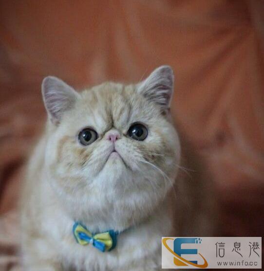 加菲猫,呆萌系列,两个多月,会用猫砂,吃猫粮,干净健康