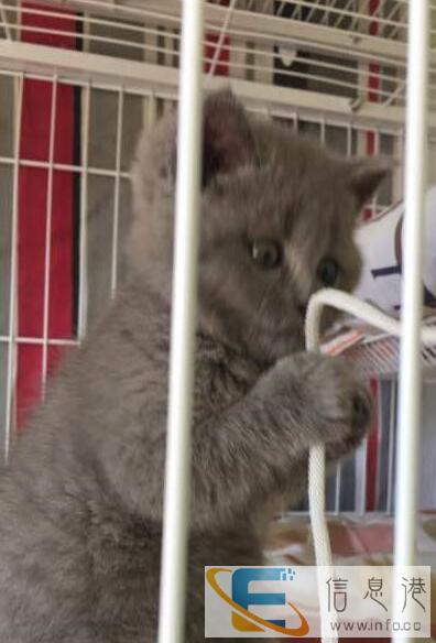 小可爱英短蓝猫立耳/折耳/蓝加白找新家