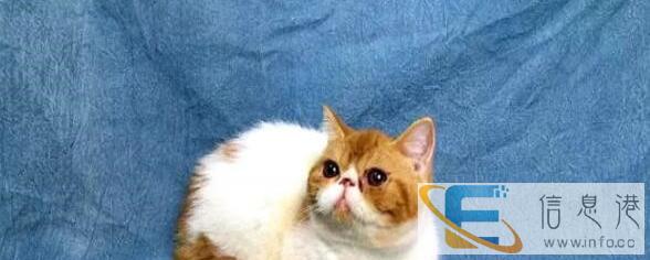 精品加菲猫小宝贝 全部折扣优惠