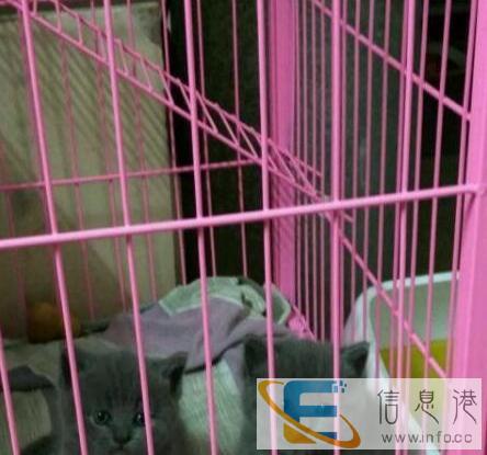 蓝猫宝宝找有爱心责任心的主人啦