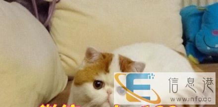 小可爱加菲猫超级贴心小棉袄丨开启幸福新生