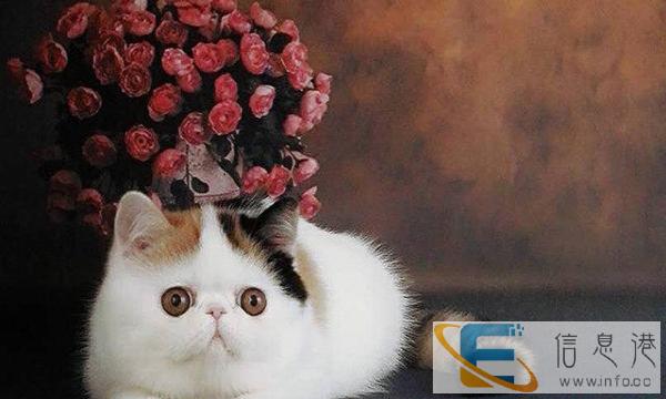 短折耳,蓝猫品种.喜欢的真心想养猫的来