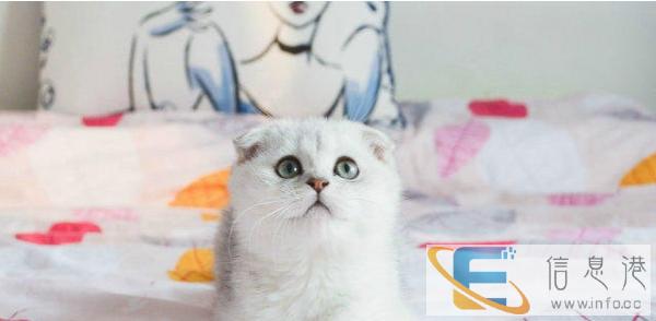 猫舍专业繁殖出售苏格兰折耳猫 各种折耳猫猫 疫苗已做包健康