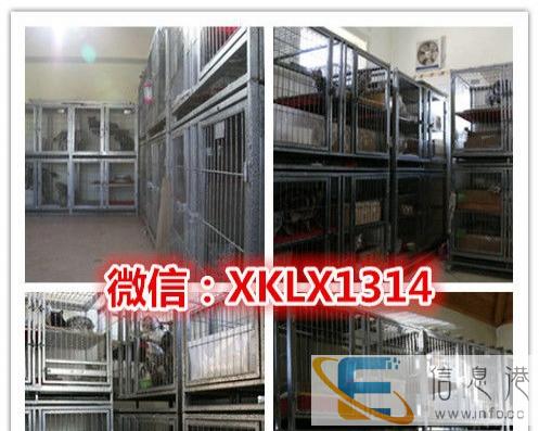 出售精品折耳猫 蓝白折耳银渐层颜色公母都有