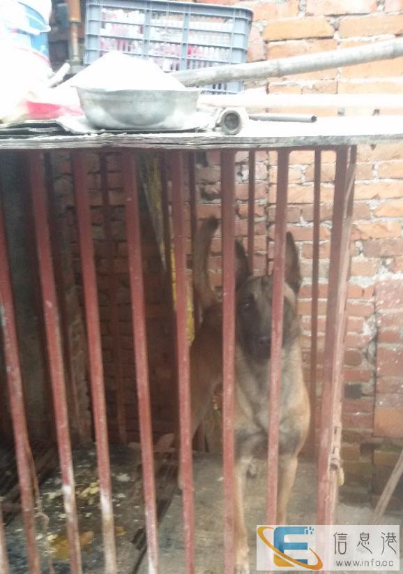 标准强悍马犬欢迎借配