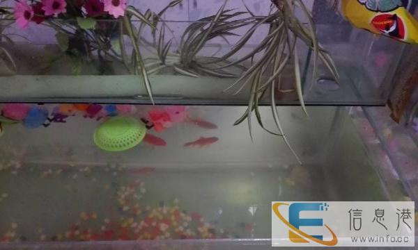 新买鱼缸送送送80