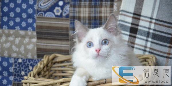 猫猫会所 可爱波斯蓝胖子 咋多种类可选 诚信交易