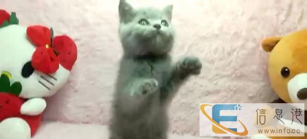 出售品种猫咪,价格合理,质量保证